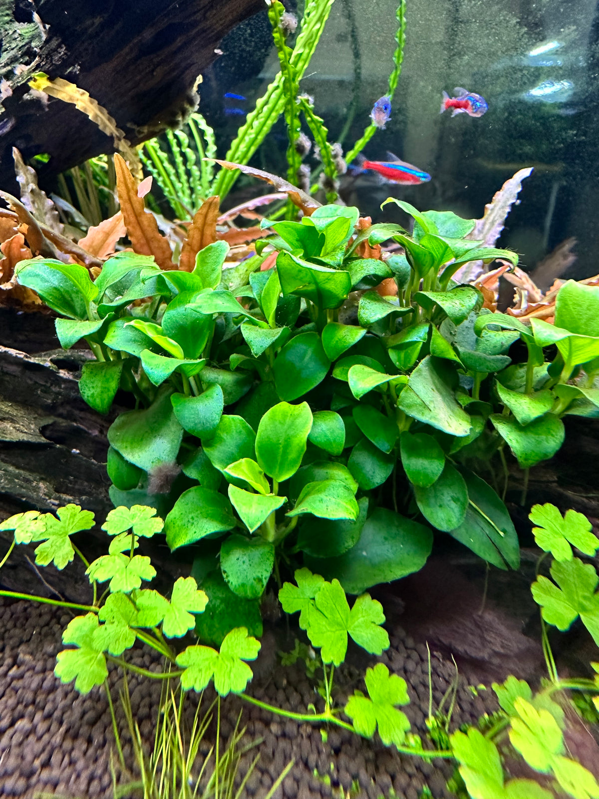 Anubias Bonsai aquarium plant