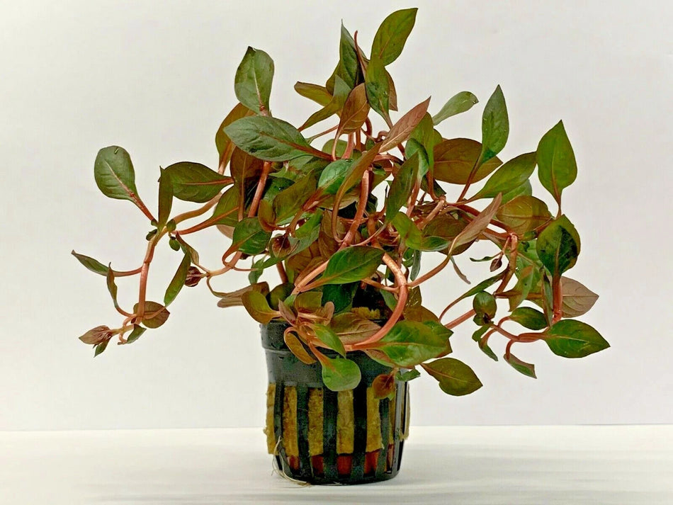 Ludwigia palustris red potted Aquadip