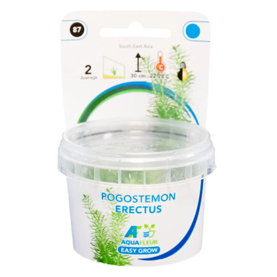 Pogostemon Erectus Invitro Aqua Fleur