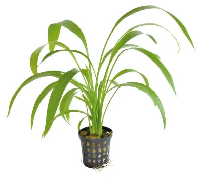 Echinodorus Decumbens Potted AF