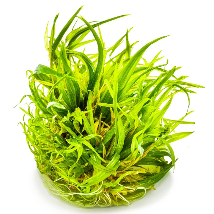 Blyxa Japonica Invitro (Tropica)
