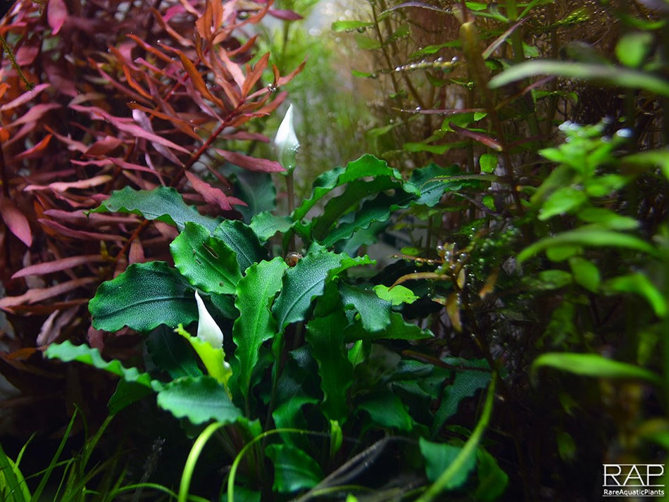 Bucephalandra Pygmaea Bukit Kelam Invitro (Tropica)