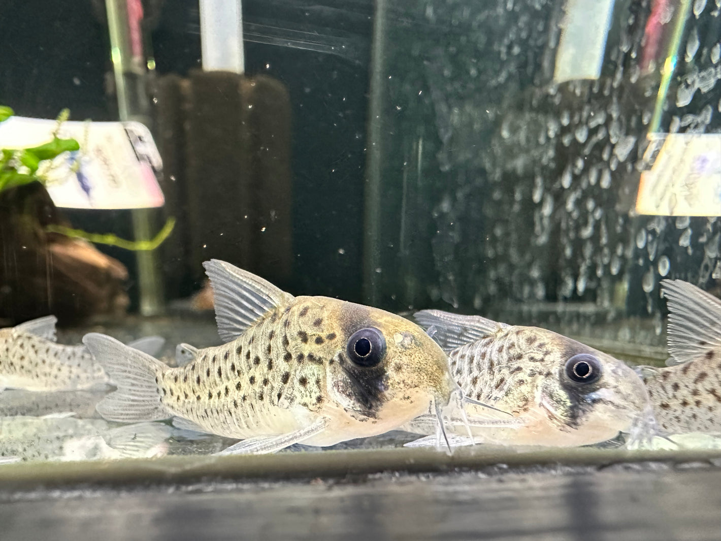 Healthy Quarantined Catfish