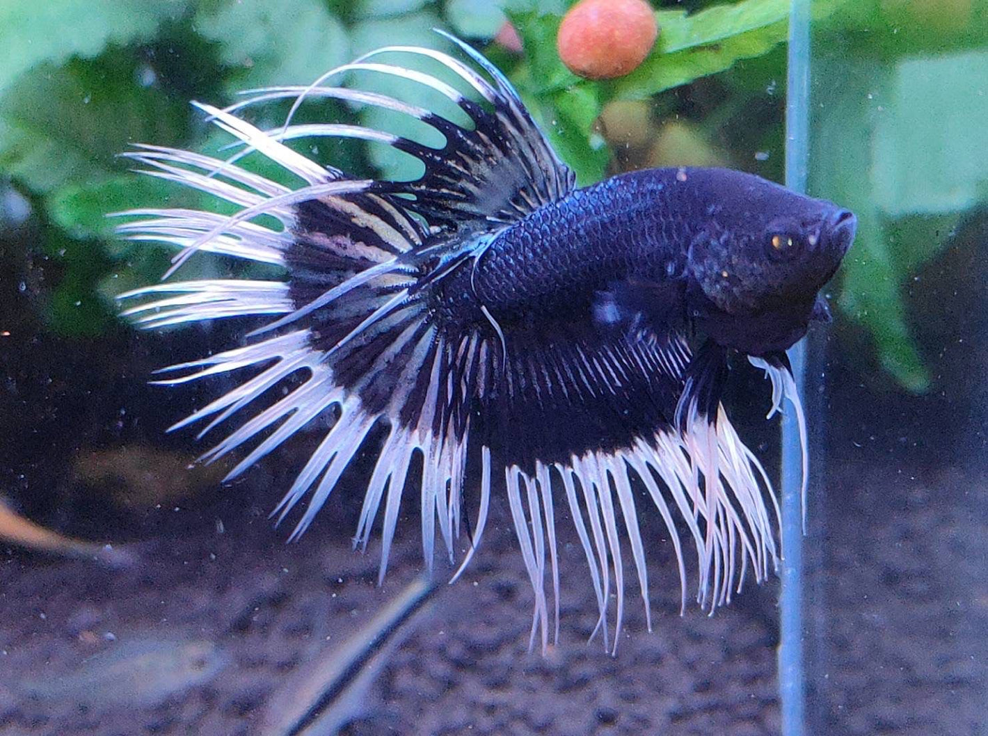 A black and white betta fish with long flowing fins swimming in an aquarium with green plants and dark substrate in the background.