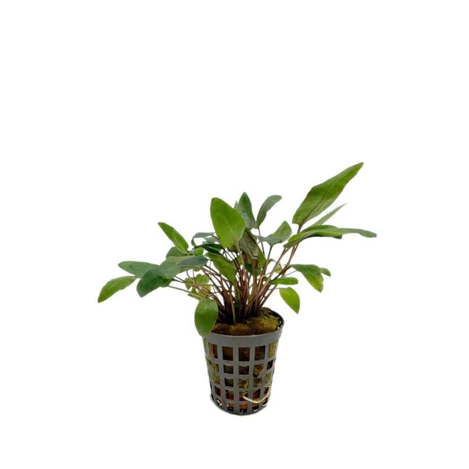 Cryptocoryne Bullosa Potted Aquarium Plant