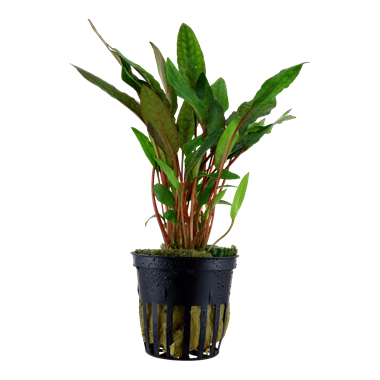 Cryptocoryne Beckettii 'Petchii' Tropica