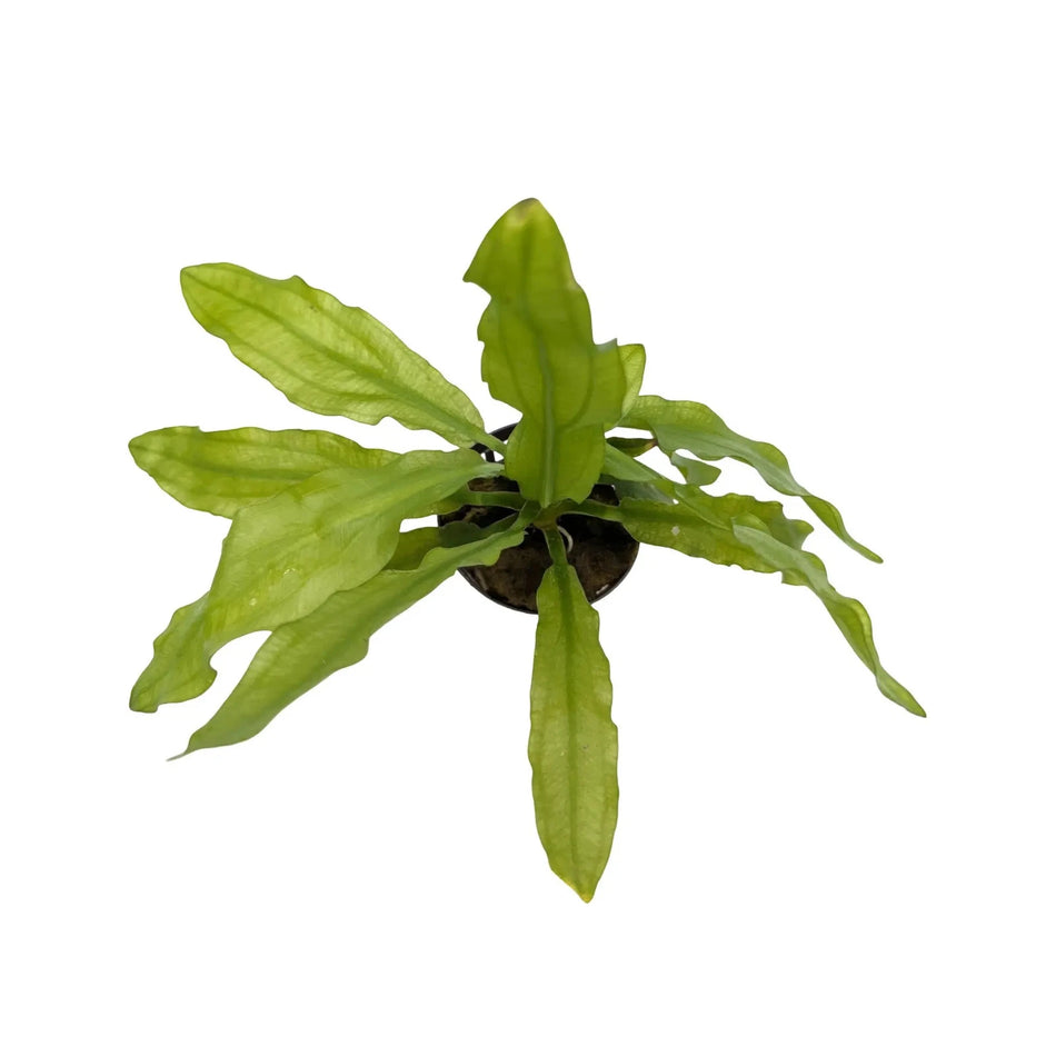 Echinodorus Martii potted Aqua fleur