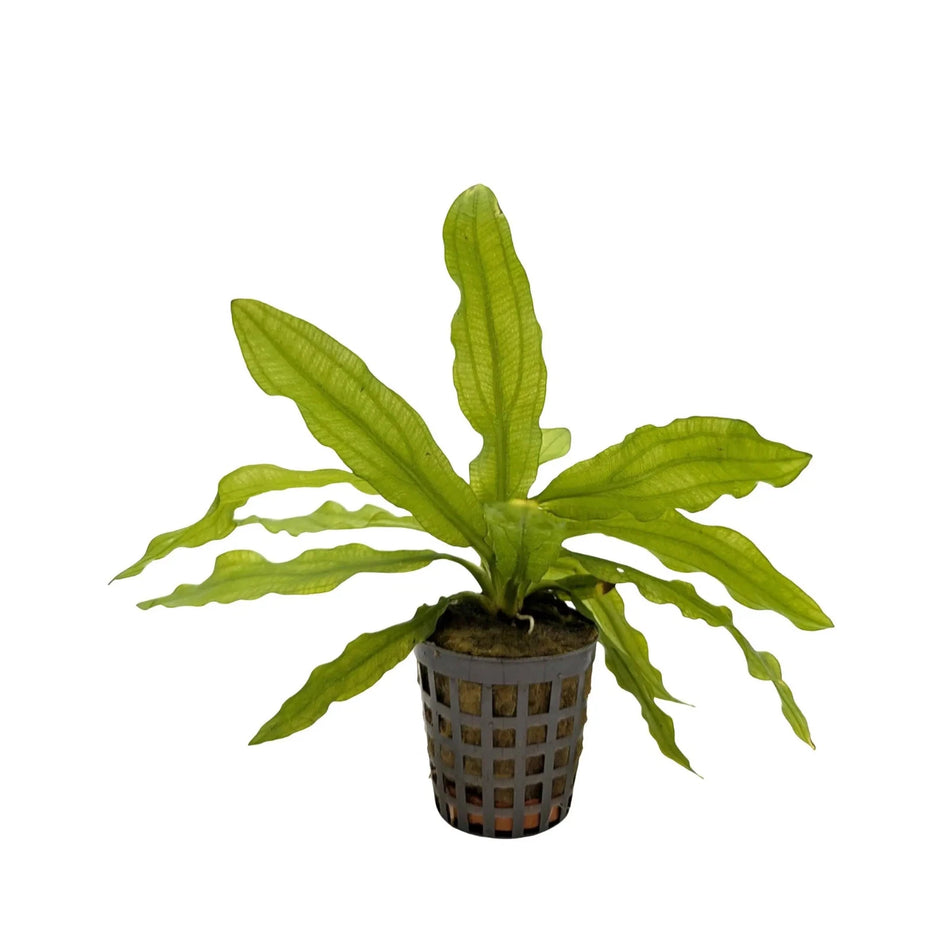 Echinodorus Martii potted Aqua fleur