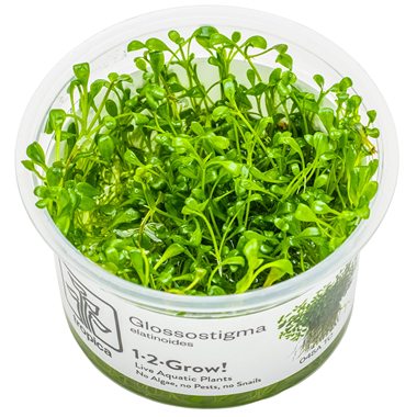 Glossostigma Elatinoides Invitro Pot Tropica