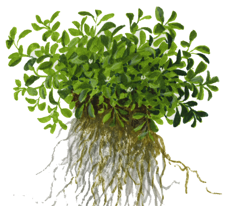 Glossostigma Elatinoides Invitro Pot Tropica