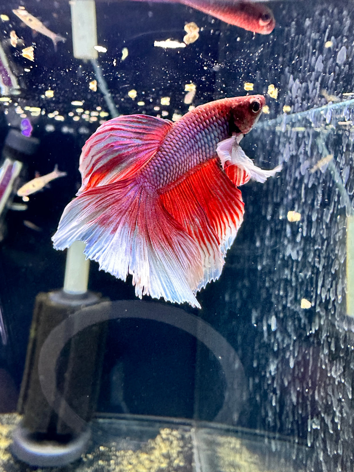 A vibrant red and blue betta fish swimming in a dark aquarium with visible water flow and bubbles.