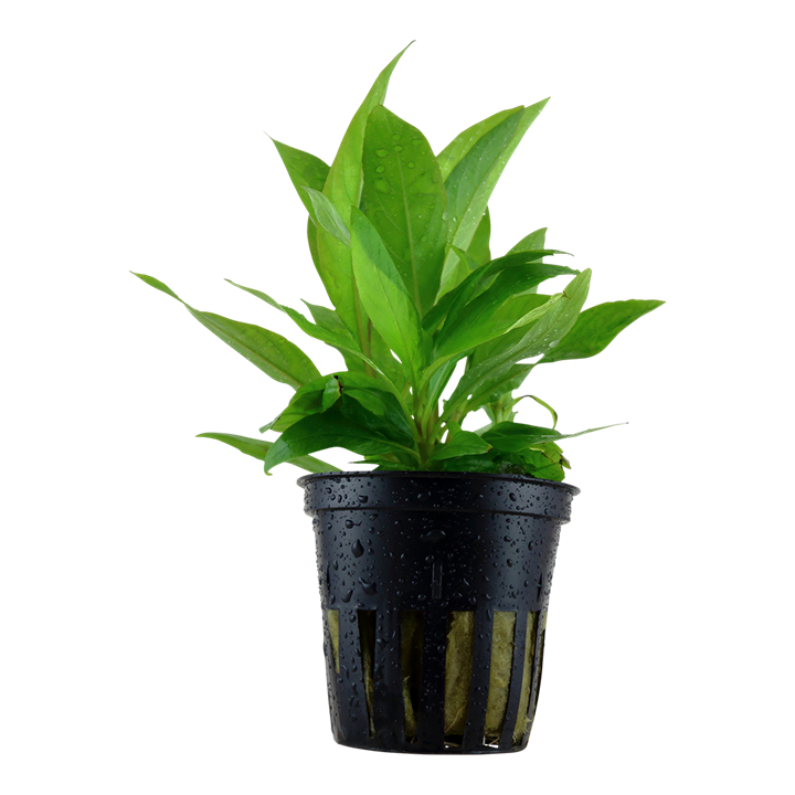 Hygrophila corymbosa stricta potted TROPICA