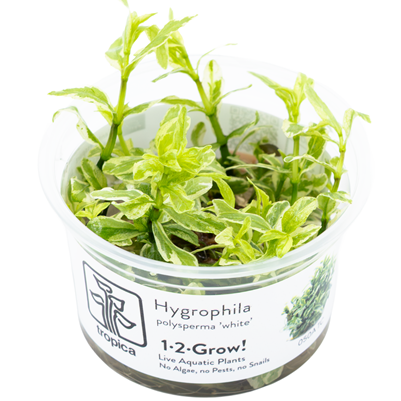 Hygrophila polysperma white in vitro TROPICA