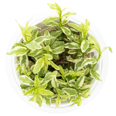 Hygrophila polysperma white in vitro TROPICA