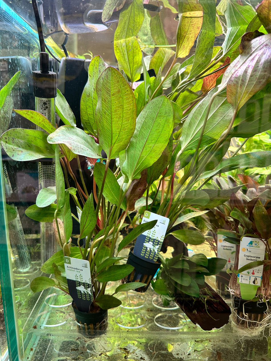 Echinodorus Ozelot Red Potted Plant