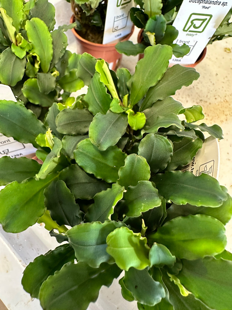 Bucephalandra Sp. Red (Tropica) Potted Plant