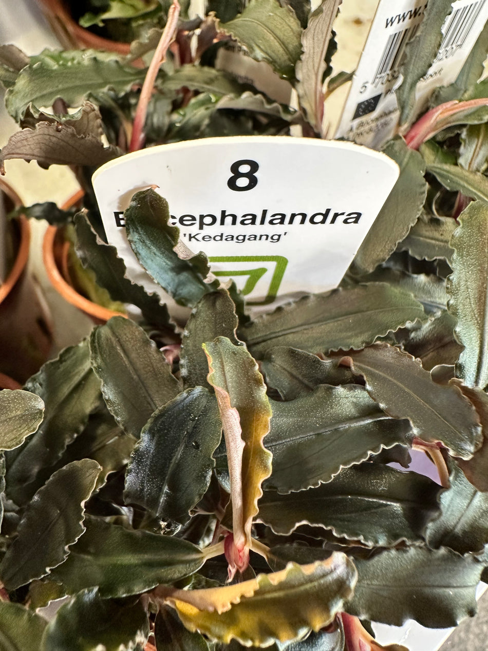Bucephalandra Kedegang Potted Plant