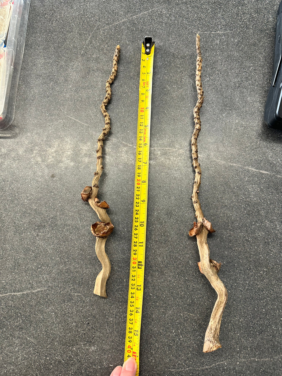 Coconut Palm Stems