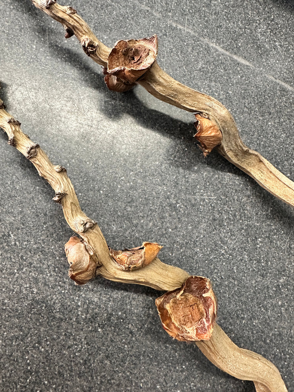 Coconut Palm Stems