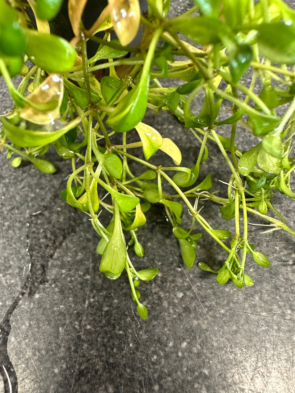 Glossostigma Elatinoides Potted Aquarium Plant Aquadip
