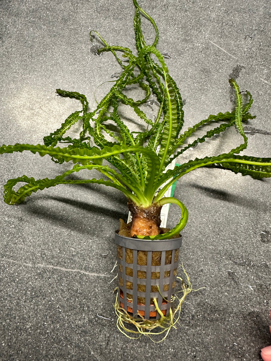 Crinum Calamistratum potted