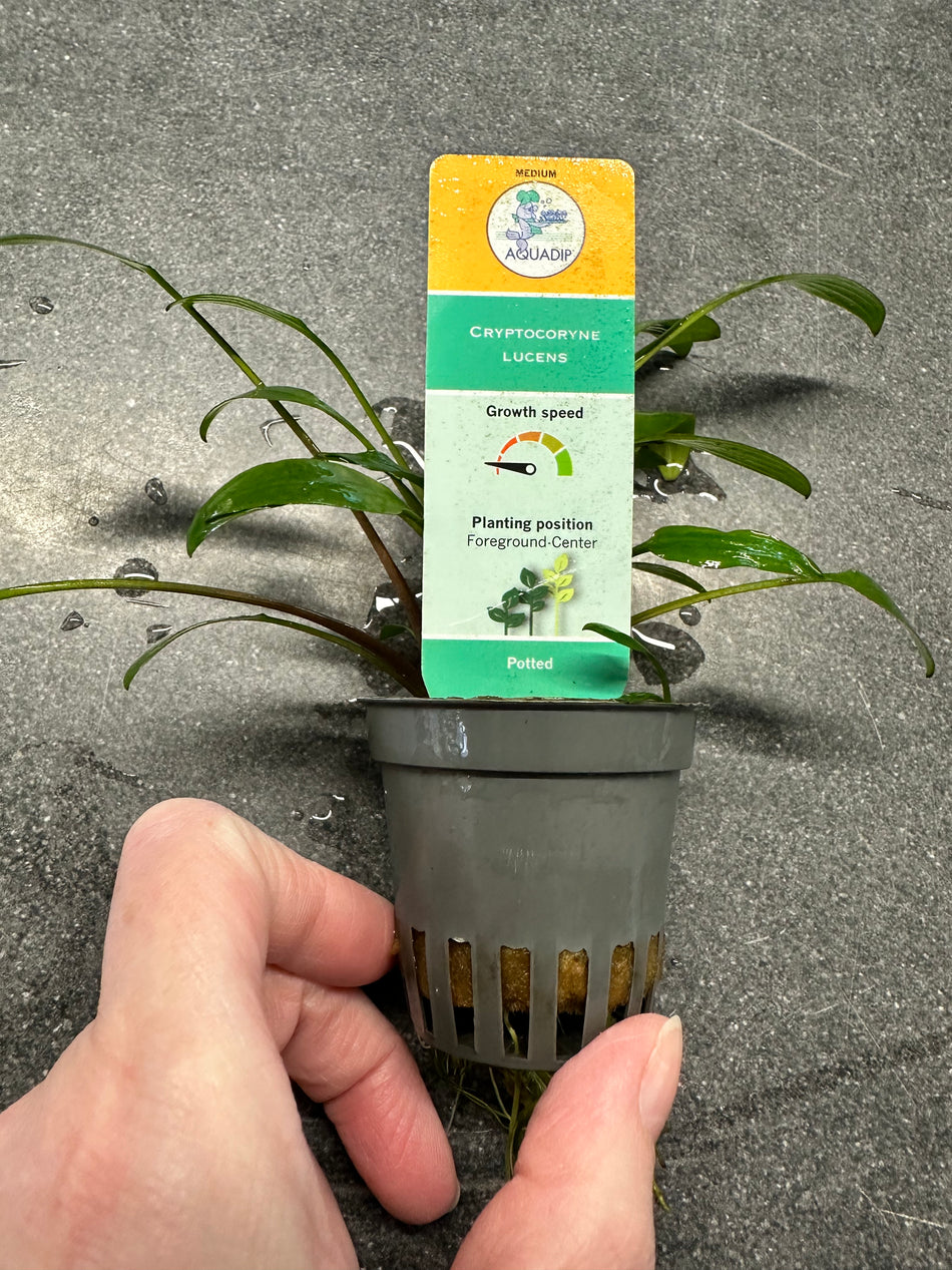 Cryptocoryne lucens Potted