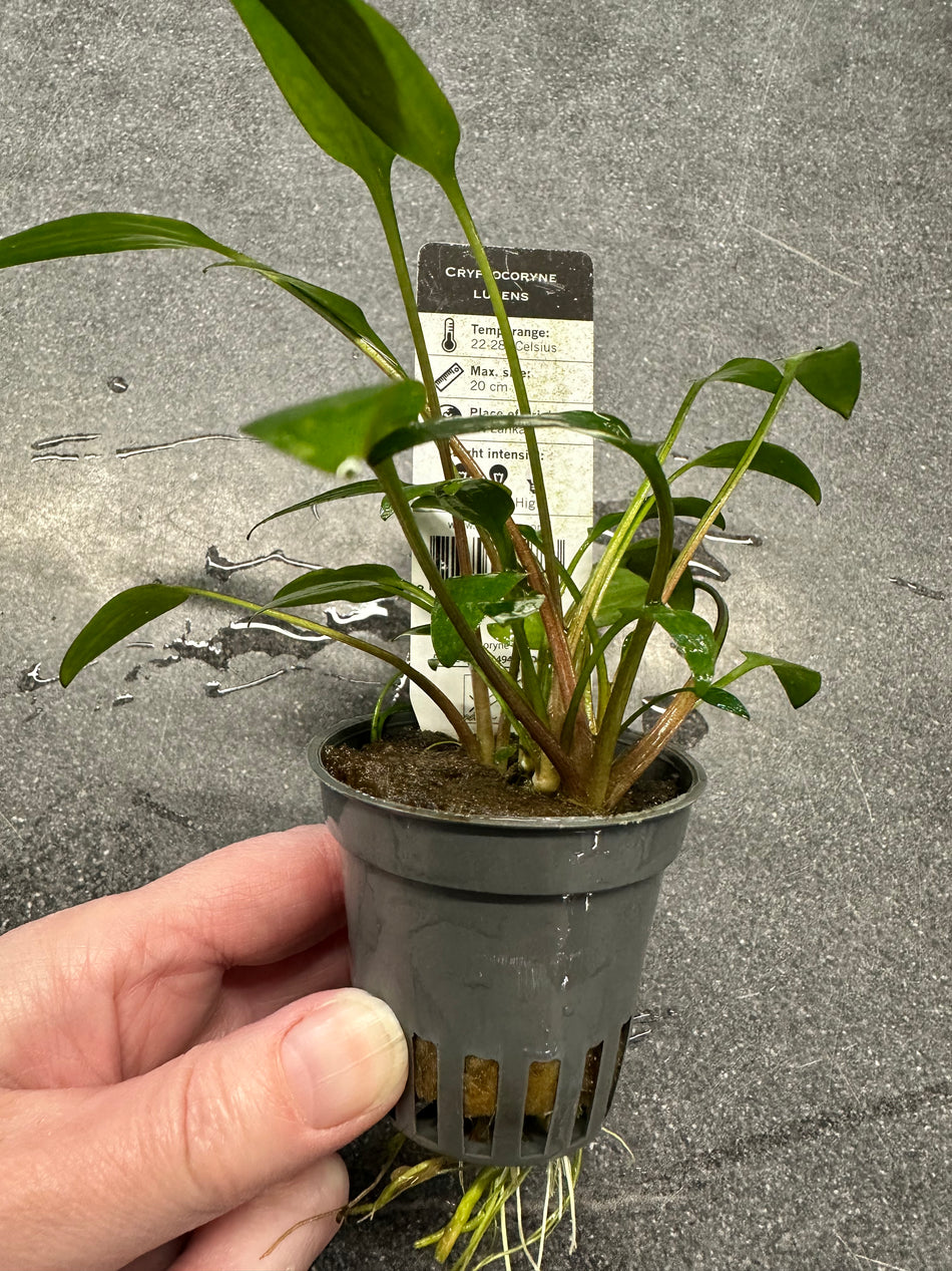 Cryptocoryne lucens Potted