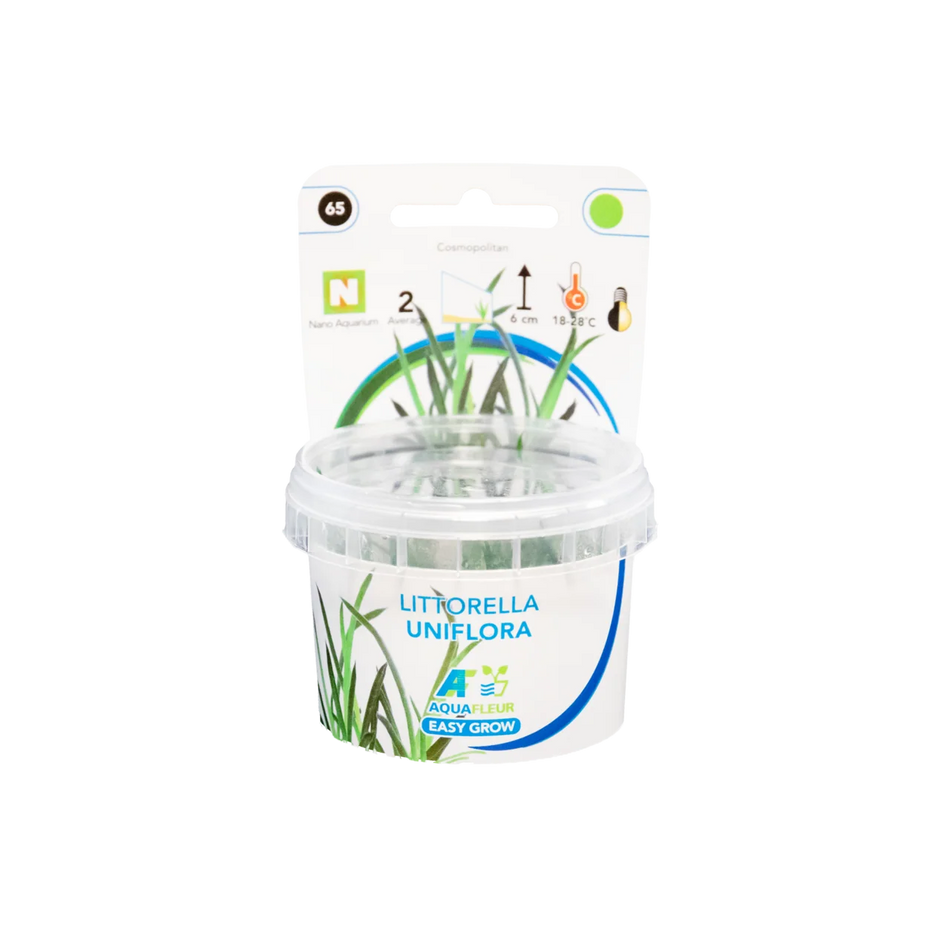 Littorella uniflora invitro Aquarium Plant Aquafleur