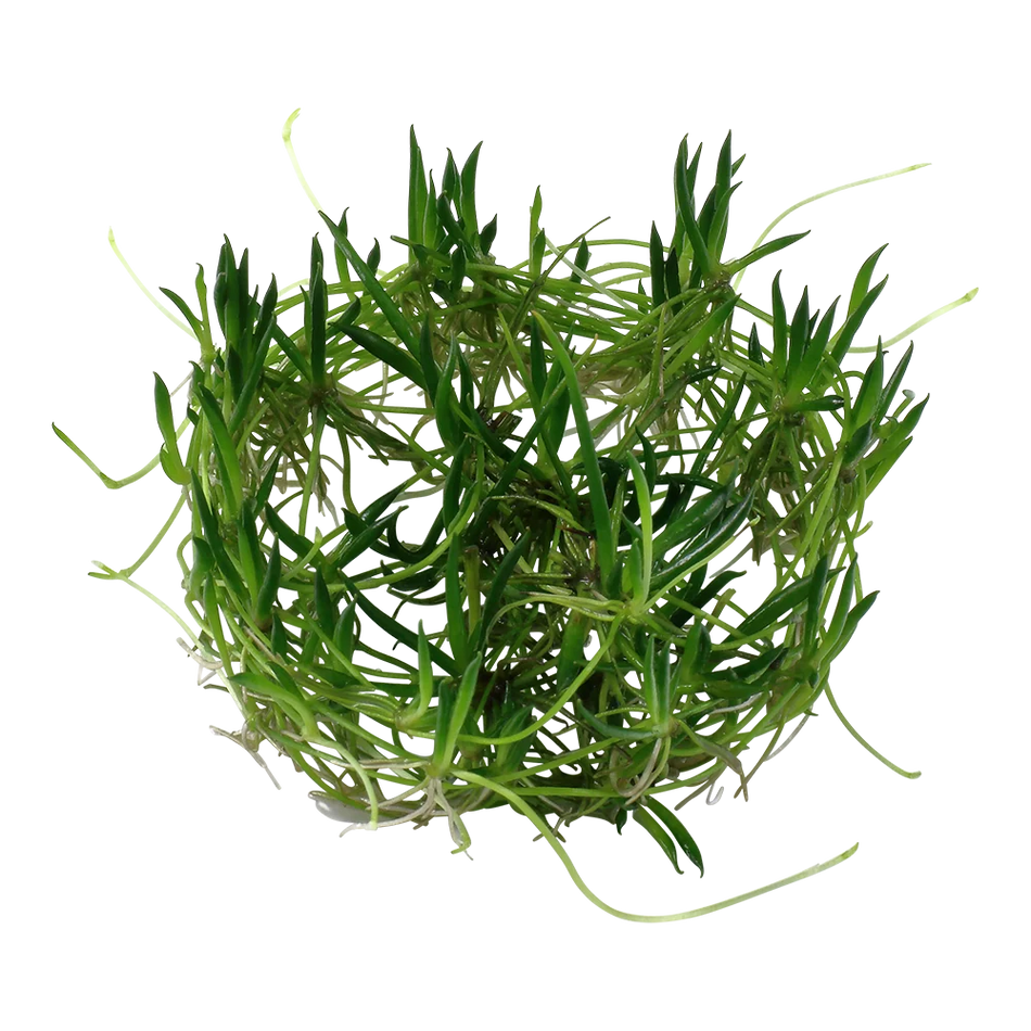 Littorella uniflora invitro Aquarium Plant Aquafleur