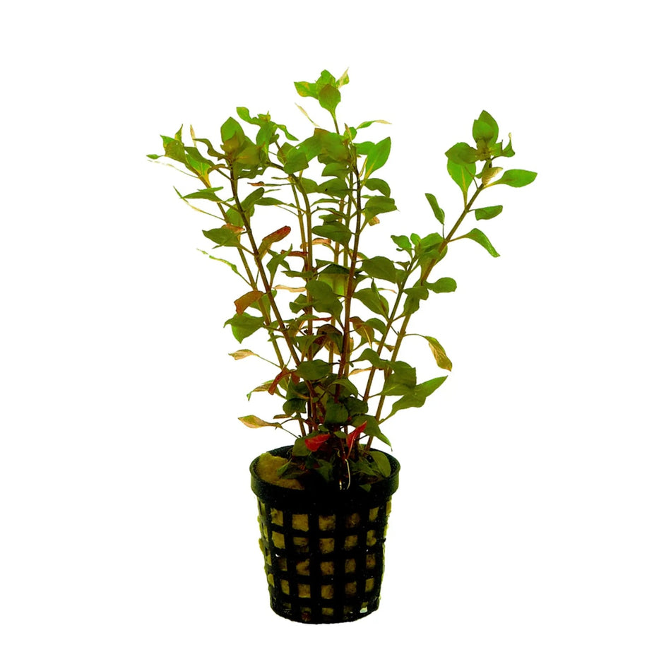 Ludwigia palustris red potted Aquadip