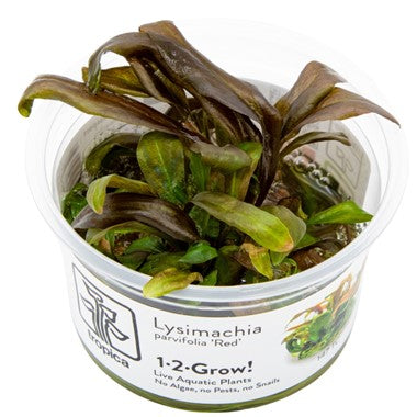 Lysimachia Parvifolia 'Red' 1-2-Grow Tropica