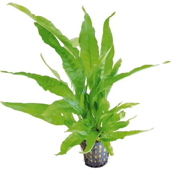 Microsorum Pteropus potted Aqua Fleur