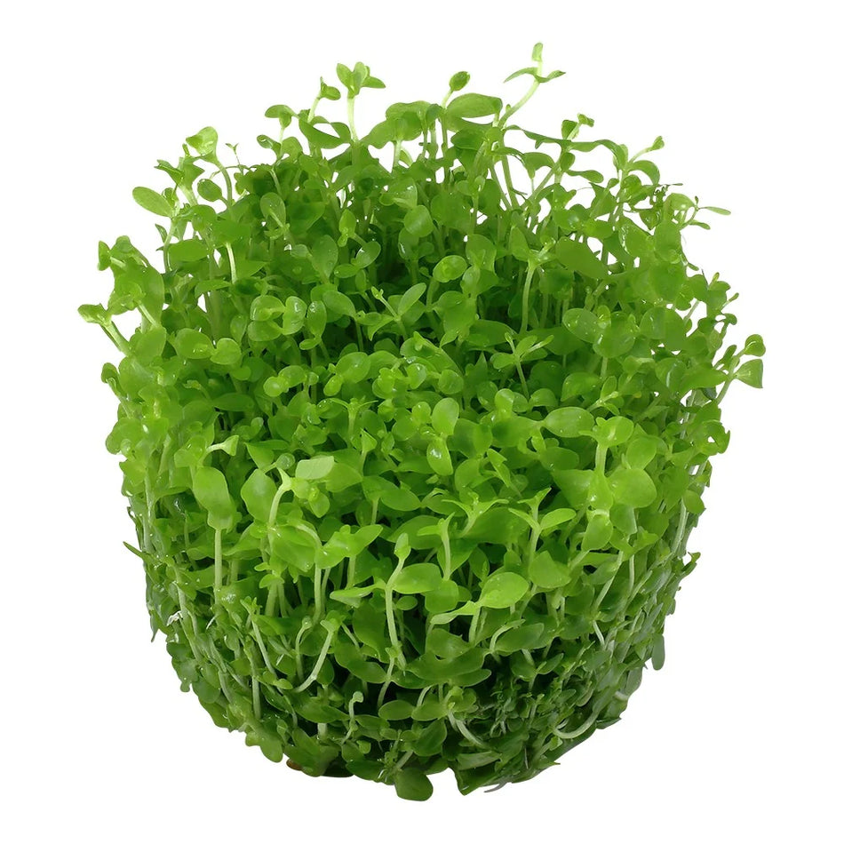 Micranthemum Monte Carlo invitro Aqua Fleur