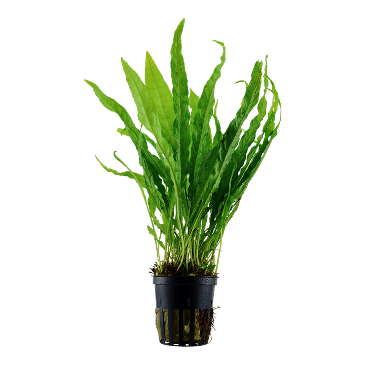 Microsorum Pteropus narrow Java Potted Tropica