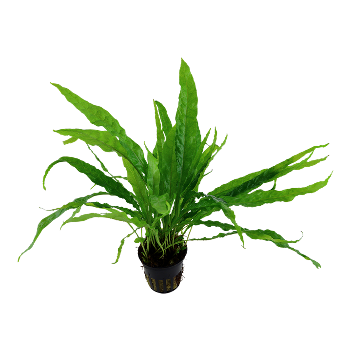 Microsorum Pteropus narrow Java Potted Tropica
