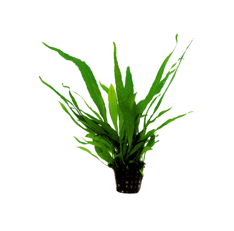 Microsorum Pteropus potted Aqua Fleur