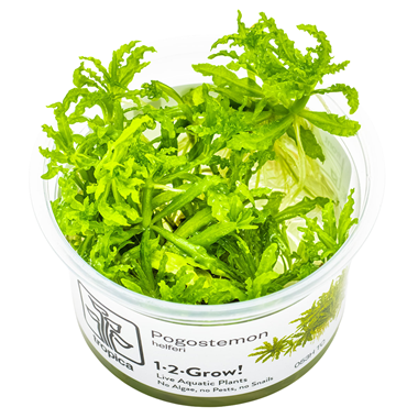 Pogostemon Helferi 1-2-Grow Tropica