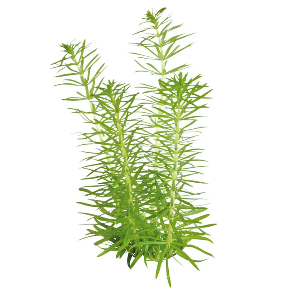 Pogostemon Erectus Invitro Aqua Fleur
