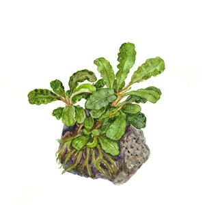 Bucephalandra Pygmaea 'Bukit Kelam' Potted Plant