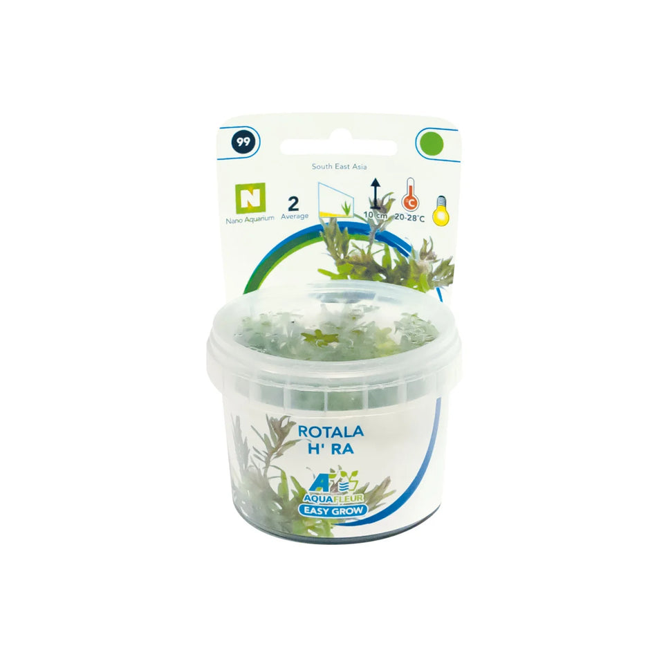 Rotala H ra Invitro Aqua Fleur