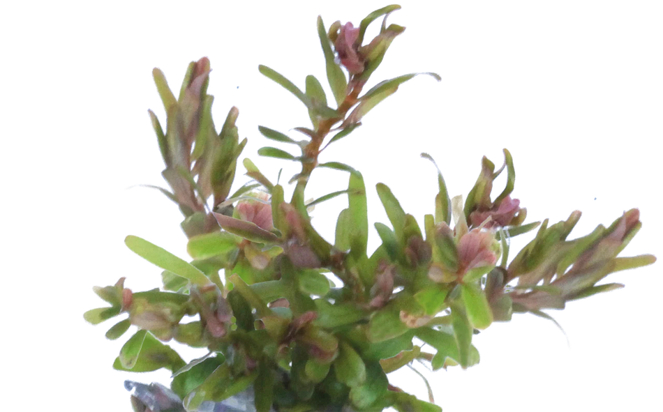 Rotala H ra Invitro Aqua Fleur