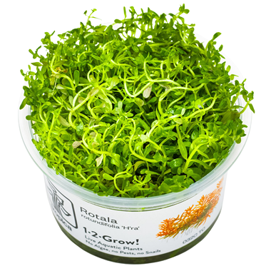 Rotala Rotundifolia 'H' Ra ' 1-2-Grow Tropica