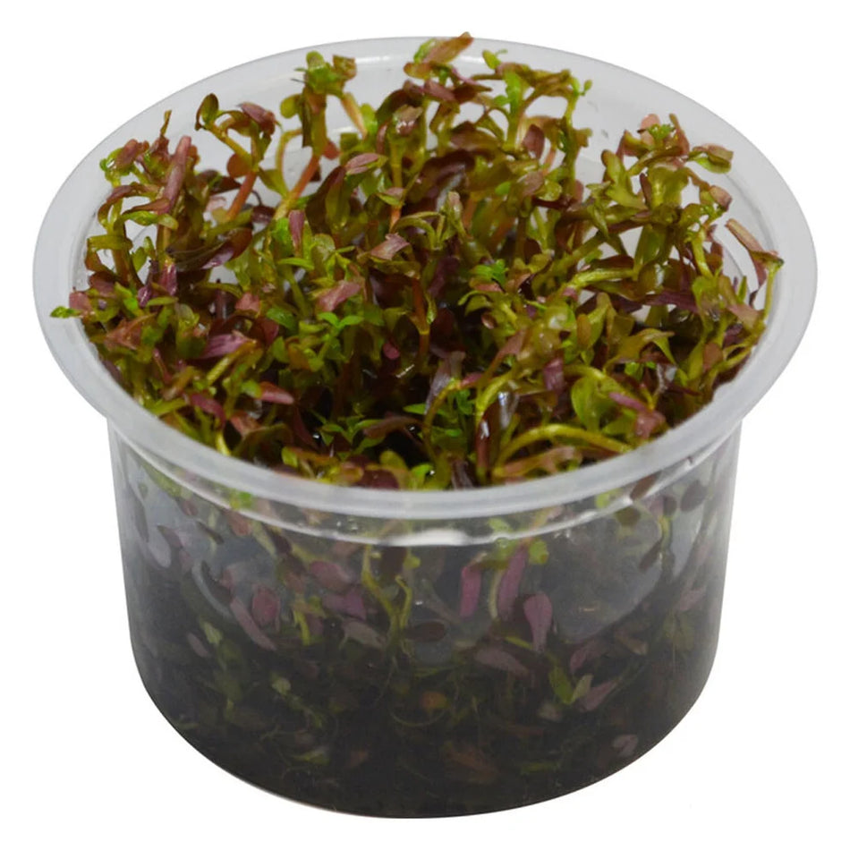 Rotala blood red in vitro