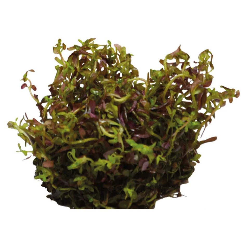 Rotala blood red in vitro