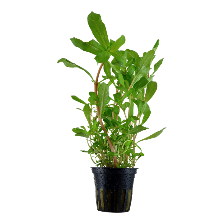 Ammania Senegalensis Potted Aquarium Plant
