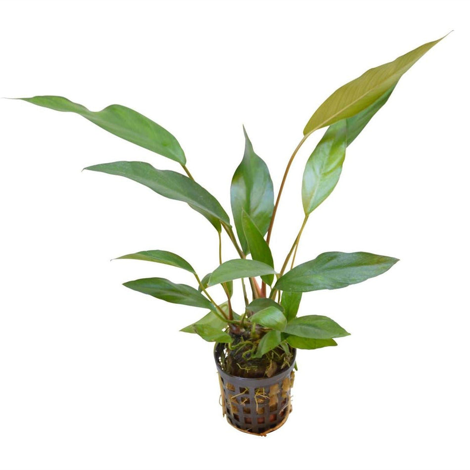 Anubias Lanceolata Potted Aquarium Plant