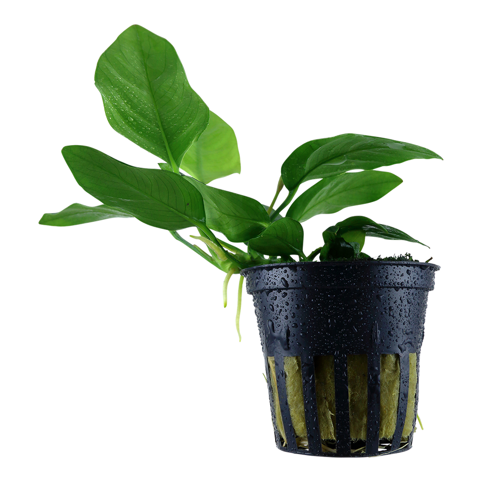 Anubias Nana Potted Aquarium Plant