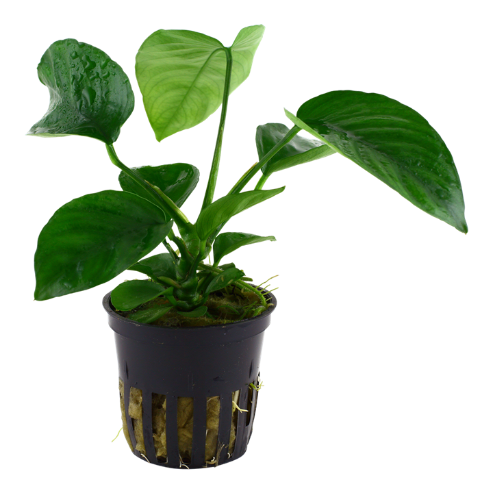 Anubias barteri caladiifolia potted TROPICA