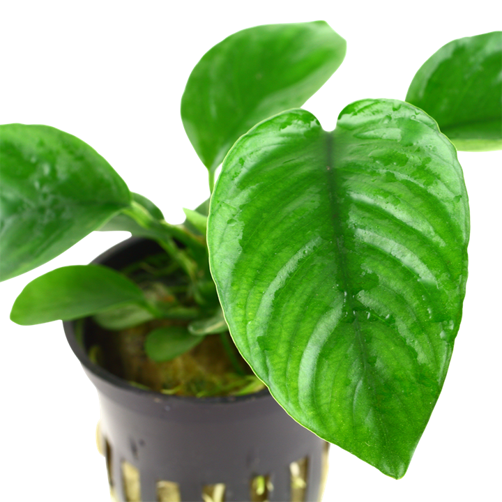 Anubias barteri caladiifolia potted TROPICA