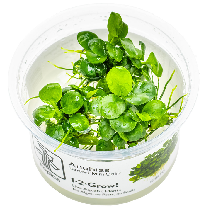 Anubias barteri mini coin 1-2 grow Tropica